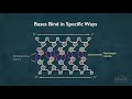Exploring the Chemical Components of DNA