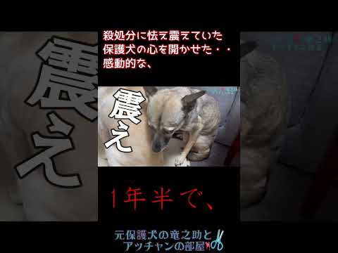 トラウマになる程怯え震えていた保護犬が心を開いた1年半 #shorts