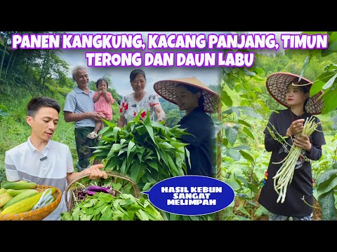 PANEN 5 MACAM SAYURAN DIKEBUN, KARENA TIKA SELURUH KELUARGA JADI DOYAN MAKAN KANGKUNG