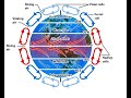 Exploring Convection Currents and Global Winds