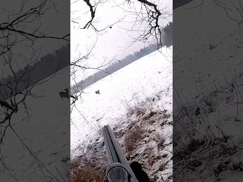 Two shots two deer down #hunting #deer#moose#chasse#