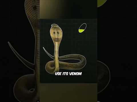 Snake Stone or Cobra Stone EXPLAINED