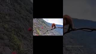Everything is possible 💀 #subscribe #wildlife #crocodile animalshorts