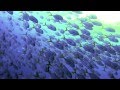 Marine Conservation and Ocean Protection