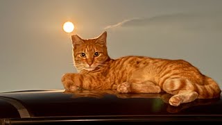 【リアル犬猫保護活動】緊急🚨🚨保護‼️