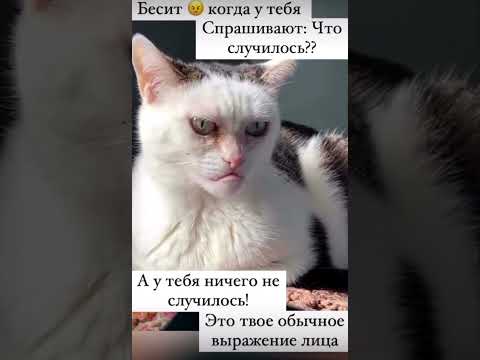 Котики 🐈 Я и МОЁ лицо 24/7 #music #юмор #котики #ytshorts #я #cat #musica #remix #педро