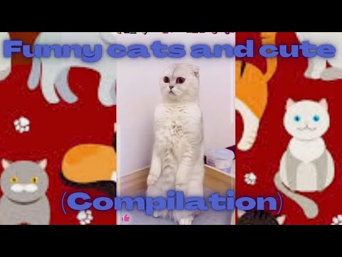 #Funny cats and cute! 🤣🤣🤣🐈(COMPILATION).funny cats cute compilation,compilation,funny  compilation#