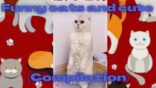 #Funny cats and cute! 🤣🤣🤣🐈(COMPILATION).funny cats cute compilation,compilation,funny  compilation#
