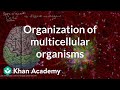 Exploring the Hierarchical Structure of Multicellular Organisms