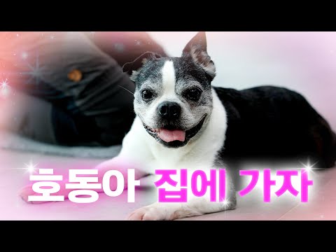 왕년에 장난 아니었을 10살 호동이 [집에 가자] EP.9