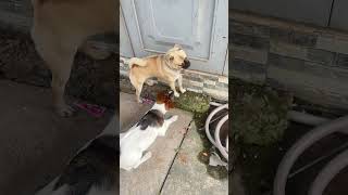 #pug