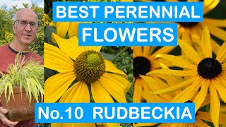 BEST PERENNIAL FLOWERS No.10: RUDBECKIA; EASY TO GROW; MONTHS OF COLOUR; HARDY PERENNIALS