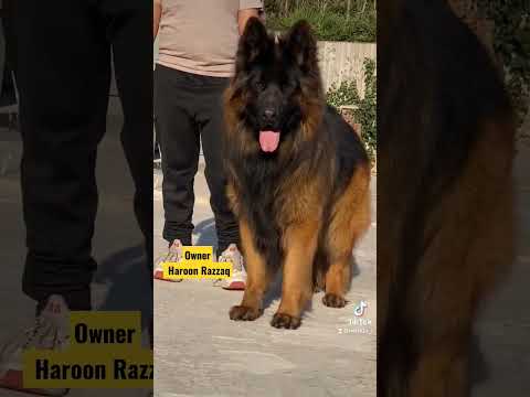 World Top Quality Long Coat German Shepherd Dog #germanshepherd
