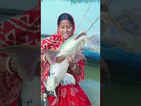 ১২ কেজি বাঘা আর।  #bigfish #fish #moyna_kitchen_vlog