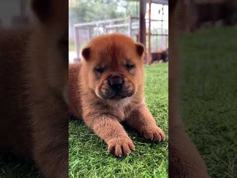 #vairal #cute #puppy #犬好きと繋がりたい #小奶狗