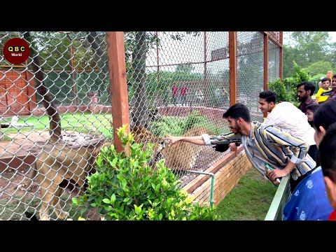 Life of Animals in The Zoo | Short Film