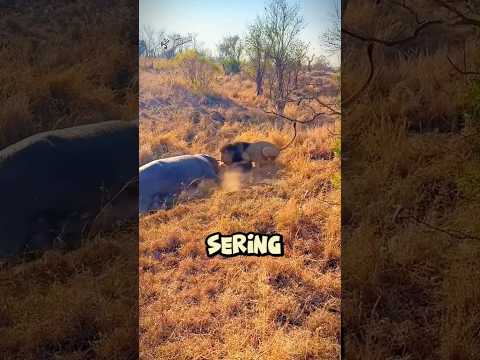 Singa vs Hyena: Balas Dendam #short #shortvideo