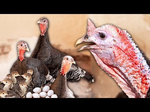PAVOS en peligro de EXTINCIÓN. Cría, cuidado y cocina tradicional de esta RAZA ÚNICA