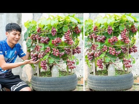 I Grow Grapes in a "Strange" Way Using Tires - Harvest Tons of Grapes Every Season