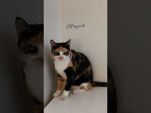 ام هالات شكلها تعرف الترند وعندها تيكتوك #cat #هتضحك #funnycat #اكسبلور #كوميديات #funnypet #قطط