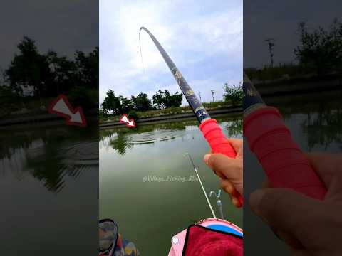 Big Carp fishing bite...Part -2 ?? Amazing Fishing facts by Hook #fishing #shorts #villagefishingman