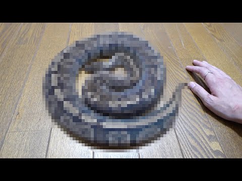 一年間エサを食べない蛇はこうなります