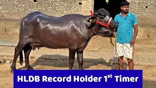 HLDB Milk Record Holder - 1st timer Amazing 🤩 Murrah Buffalo - Milk: 19.100 KG - Sabarwas
