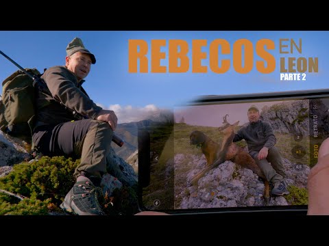 Rebecos en león parte 2