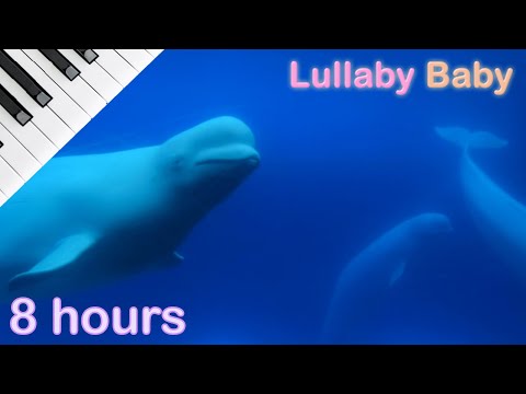 ☆ 8 HOURS ☆ Relaxing PIANO & UNDERWATER Sounds ♫ ☆ NO ADS ☆ Soothing Music with Beluga Whales