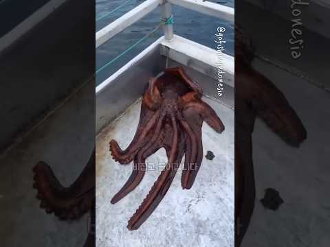 문어 탈출은 지능순?#shorts