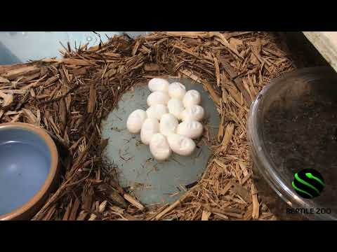 After 35 days of waiting... we have new Malayan pit viper babies! #venomislife #kyreptilezoo #snakes