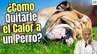 🐾🥵 ¿COMO QUITARLE EL CALOR A UN PERRO Y EVITAR ASI UN GOLPE DE CALOR?🐾🥵