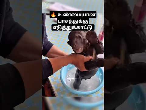 😱 மனிதனிடம் அளவுகடந்த பாசம் வைத்த கரடி | Story | Tamil | #short #shorts #trending