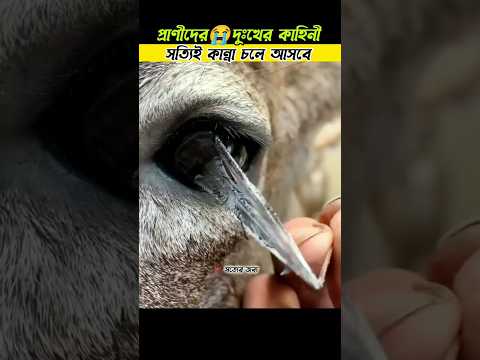 আজব কষ্টের কথা প্রাণীদের 😭ANIMAL sad story #shorts #islamic #facts