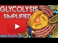 Glycolysis Pathway Breakdown