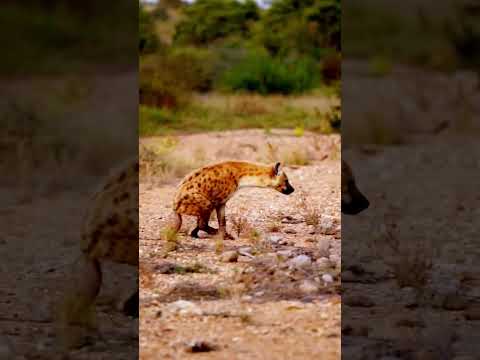 Lion stalking hyena