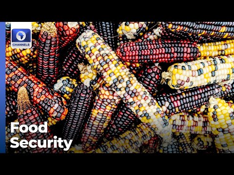 YouTube video thumbnail: Nbrda Sensitizes Health Workers On Safety Of Gmos
