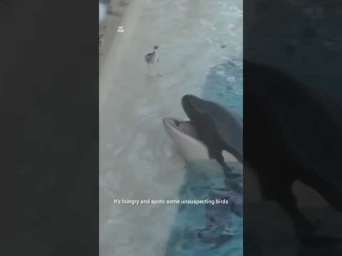 Meet the Brainiac Orca! 📸 #shorts #orca