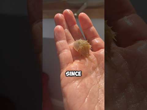 Is my Pet Horseshoe Crab Alive???
