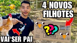 Apresentando 4 novas aves e fazendo manejo de Filhotes | Nascimento de Pintinhos  Aves Recriar