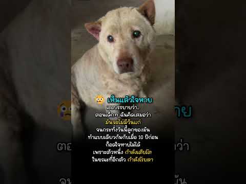 คนที่เติบโตมากับพวกมันเท่านั้นจะเข้าใจ