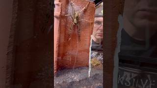 Giant spider breeding! (Heteropoda boiei) #spider #exoticanimal #nacfamily #rock_n_insectes