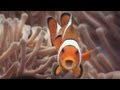 Anemone Fish Behavior and Relationships