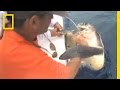 Marine Conservation Challenges