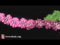 Genetic Engineering Concepts and Techniques