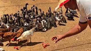 الدجاج ودلاع في المزرعة 🍉🦆🐓❤️