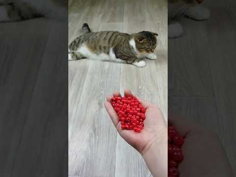 Funny Cat Barsik Beads 📿 Balls 🟡 Reverse video #reversevideo #cat #marblerunandmore