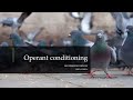 Understanding Operant Conditioning