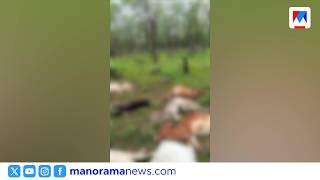 ചെറുവള്ളി എസ്റ്റേറ്റിൽ 12 പശുക്കൾ കൂട്ടത്തോടെ ചത്തു; ഇടിമിന്നലേറ്റതെന്ന് സംശയം | CHERUVALLI | COW
