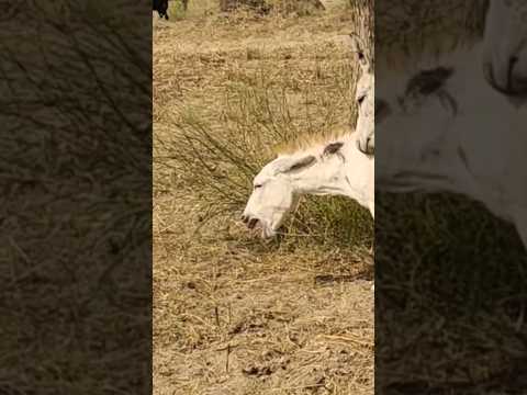 #donkey #animals #youtubeshorts #shortvideo #jungle #janwar